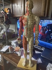Vintage - Model of a Human Body - Chinese Acupuncture Points 34” 1980s