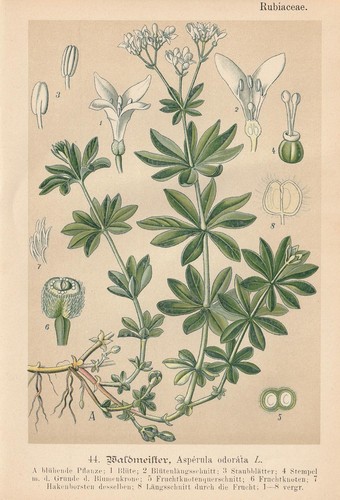 Waldmeister - , odoratum)