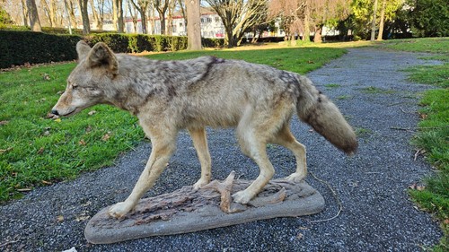 Taxidermie coyote - taxidermie,