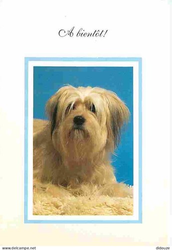 Carte postale animaux - postale,