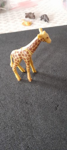 Bebe girafe animal - animal, cirque
