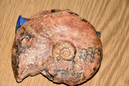 Ammonite staufenia sinon - ammonite,