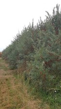 Hippophae rhamnoides 'Aley'
