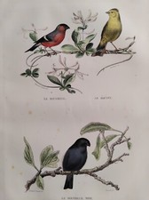 BOUVREUIL BRUANT  GRAVURE