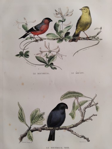Bouvreuil bruant gravure - bruant,