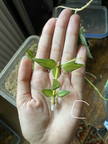 Hoya bella lida buis - , c