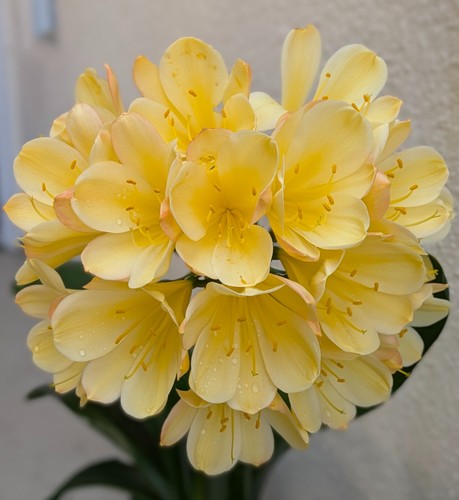 Lot four clivia - of,