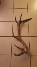 bois de cerf 70 Cm