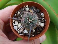 GYMNOCALYCIUM CARDENASIANUM