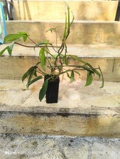 Philodendron Florida Green