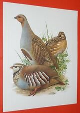 1950-1960 HEPATIOR BIRDS GREY QUAIL RED PARTRIDGE ADVERTISING BOARD