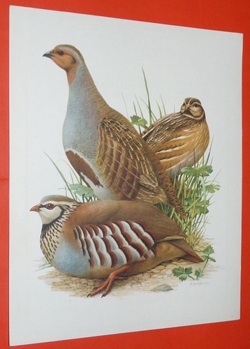 Planche publicitaire 1950 1960 - publicitaire, 1950-1960
