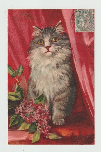 Maurice boulanger chat cpa - chat,
