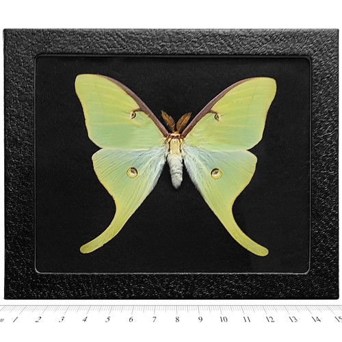 Actias luna black background - luna,