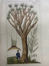 DIETRICH, David Nathaniel Friedrich : Flora Universalis 1831-1861. Dracaena