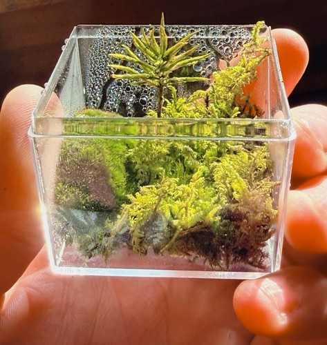 Tiny live moss terrarium - tiny,