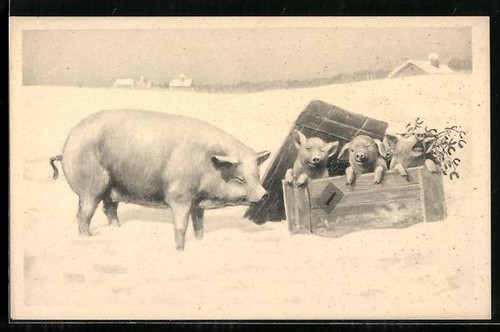Cochon boîte avec - et,