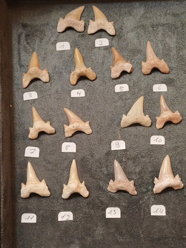 Dent requin otodus - requin, :
