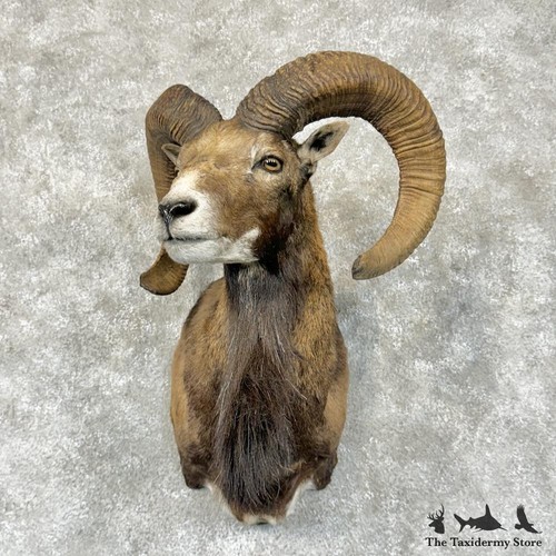 29571 mouflon ram - p, |