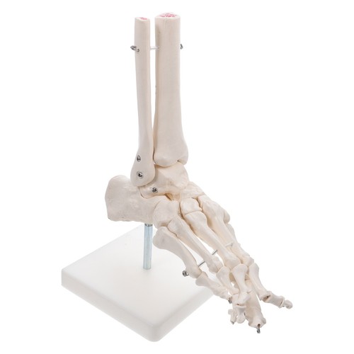 Modèle joint pied - modèle,