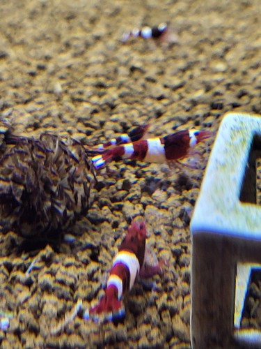 Lot crevettes - de, 10