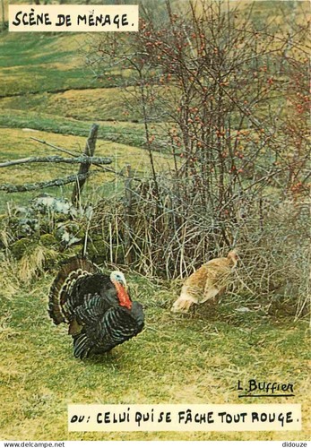 Carte postale animaux - carte,