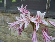 25 Flower Bulbs - Amaryllis