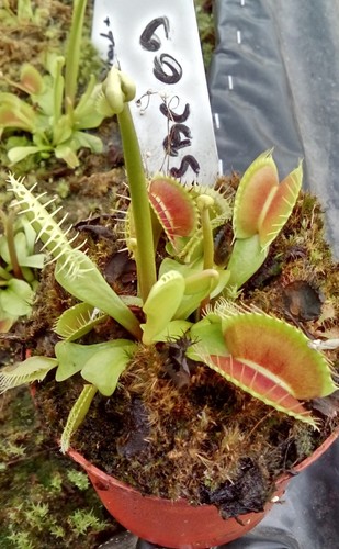 Plantes carnivores dionaea - plantes,