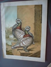 GRAVURE 1883  LESW PIGEONS