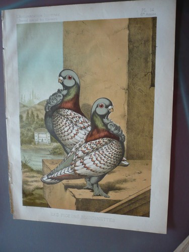 Gravure 1883 lesw pigeons - gravure,
