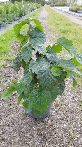 Corylus avellana noisetier - corylus, /