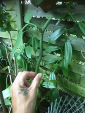 1 Boutures de Vanille de 2 a 3