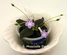 Micro Mini Sinningia Muscicola Dark s.e.e.ds tuberous African violet terrarium
