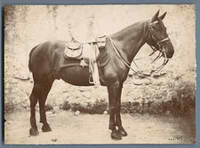 Vintage Citrate Print Saddled Horse  12x17 citrate print circa 1897 <d