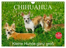 Chihuahua - Des petits chiens