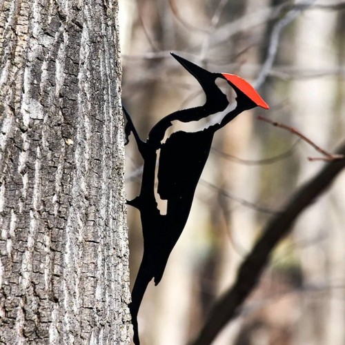 pivert oiseau