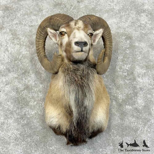 31174 mouflon ram - #31174,