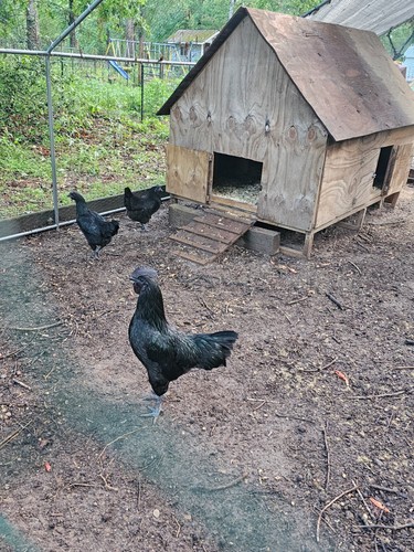 Ayam cemani hatching eggs - ayam,
