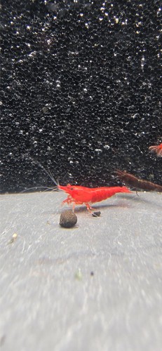 Lots 2 crevettes - de, 10