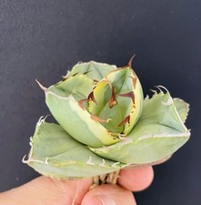 1 AGAVE TITANOTA "JUGGERNAUT "
