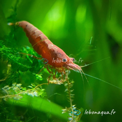 Lot crevettes sakura - de,