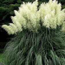 Herbe de la pampa Witte Pluim