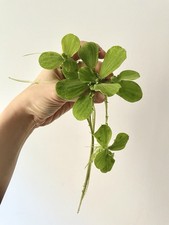 Pistia Plante Flottante Laitue