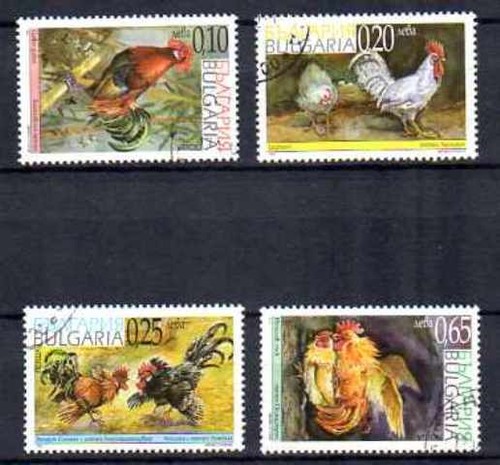 Animaux oiseaux coq bulgarie - coq,