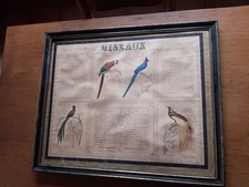 Planche ornithologique oiseaux