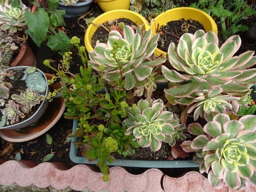 Grand lot boutures - 15=,