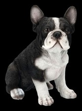 Français Bouledogue Chiots