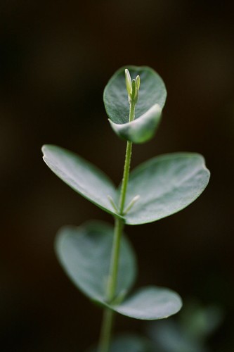 Huile essentielle eucalyptus - essentielle,