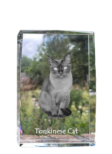 Chat tonkinois cristal avec - tonkinois,