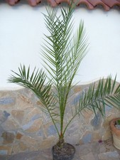 Phénix des Canaries Phénix /